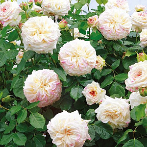 Купить саженцы Chateau de la Bussiere  Плетисті троянди фото