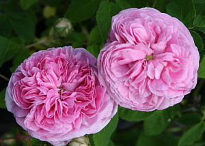 Купить саженцы Кёнигин Фон Денемарк (Königin von Danemark, New Maiden Blush) Старовинні троянди фото