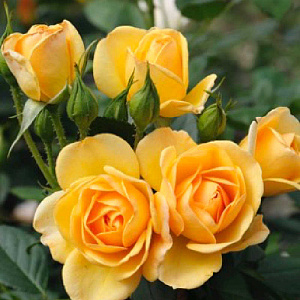 Купить саженцы Golden Pareo (MEIpiyou) Плетисті троянди фото