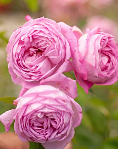 Coupe d'Hébé (Hebe’s Cup) продажа в Украине Троянди ВКС фото Купить саженцы Coupe d'Hébé (Hebe’s Cup) Троянди ВКС фото