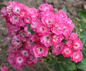 Дегенхард (Degenhard,Doc) продажа в Украине Шраби фото Купить саженцы Дегенхард (Degenhard,Doc) Шраби фото