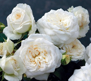 Купить саженцы Жан Моро (Jeanne Moreau, MEIdiaphaz, National Pride) Чайно-гібридні троянди фото