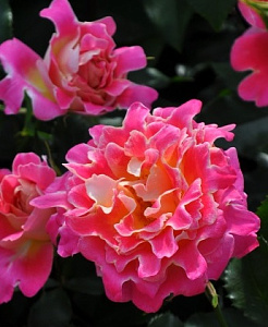 Купить саженцы Пінк Леді Раффлс (Pink Lady Ruffles, INTerrufydalpink) Троянди Interplant фото