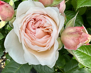 Купить саженцы Nikos Aliagas Чайно-гібридні троянди фото