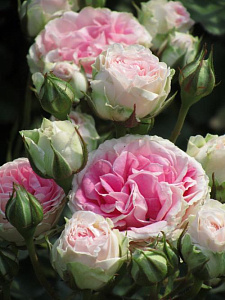Купить саженцы Сезар (Cesar, Romantic Occasion) Плетисті троянди фото