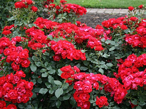 Купить саженцы Блек Форест Роуз (Black Forest Rose) Троянди KORDES  фото