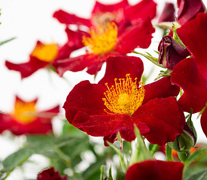 Купить саженцы Біненвайде Рот (Bienenweide Rot, Bee's Paradise) Троянди Tantau фото