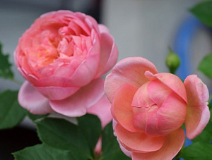 Купить саженцы Боскобель (Boscobel, AUScousin) Англійські троянди фото
