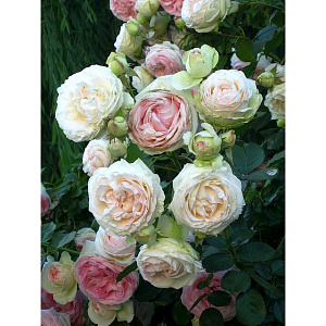 Купить саженцы П'єр де Ронсар (Pierre de Ronsard, Eden Rose 85) Плетисті троянди фото