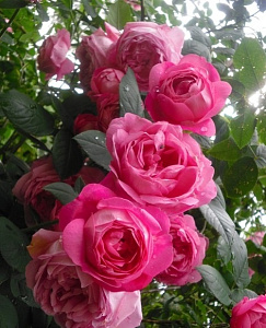 Coupe d'Hébé (Hebe’s Cup) продажа в Украине Їстівні троянди фото Купить саженцы Coupe d'Hébé (Hebe’s Cup) Їстівні троянди фото