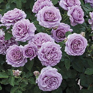 Купить саженцы Лав Сонг (Love Song) Троянди Tom Carruth фото
