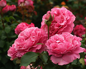 Купить саженцы Ів П'яже (Yves Piaget, Queen Adelaide) Чайно-гібридні троянди фото