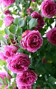 Купить саженцы Мадам Исаак Перейро (Mme Isaac Pereire) Плетистые розы фото