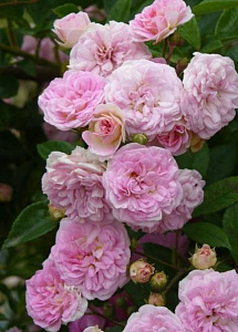 Купить саженцы Пінк Гіслен Де Фелігонд (Pink Ghislaine de Feligonde) Плетисті троянди фото