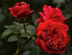Купить саженцы Austin Crimson (L.D.Braithwaite) Англійські троянди фото