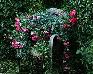 Купить саженцы  Кнірпс (Knirps, Little Chap)	 Мініатюрні та патіо троянди фото