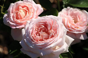 Купить саженцы Міріам (Amazing Grace,Myriam)  Чайно-гібридні троянди фото