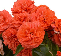 Купить саженцы Orangerie (KORgeriora) Троянди рідкісних кольорів фото