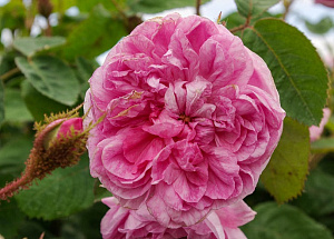 Купить саженцы  Malvina Старовинні троянди фото