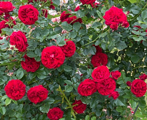 Купить саженцы Камбэлэнд (Cumberland, HARnext) Троянди Harkness фото