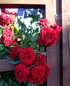 Купить саженцы Бельканто (Belkanto) Плетисті троянди фото