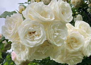 Купить саженцы Perfume Dreams Плетистые розы фото