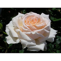 Купить саженцы Чандос Бьюти (Chandos Beauty) Ароматні троянди фото