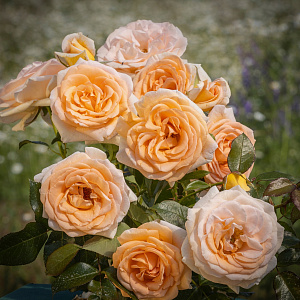 Купить саженцы  Еліксир щастя (Eliksir Szczęścia, Felix Felicitas) Троянди Łukasz Rojewski фото