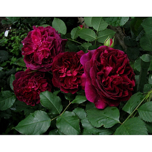 Купить саженцы Манстед Вуд (Munstead Wood) Англійські троянди фото