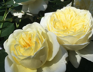 Купить саженцы Кронпринцесс Мері (Kronprinsesse Mary) Троянди Poulsen фото