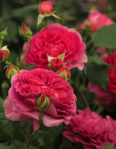 Купить саженцы Gabriel Oak Англійські троянди фото