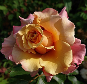 Купить саженцы Magic Moment (Caramel Swirl, FORrusty) Чайно-гібридні троянди фото