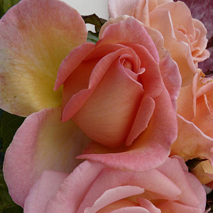 Купить саженцы Світ Сірі (Sweet Syrie) Троянди Harkness фото
