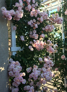Купить саженцы Бріз Парфюм (Brise Parfum, BARise, Parfum d'Evita ) Плетисті троянди фото
