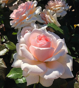 Купить саженцы Чандос Бьюти (Chandos Beauty) Чайно-гібридні троянди фото