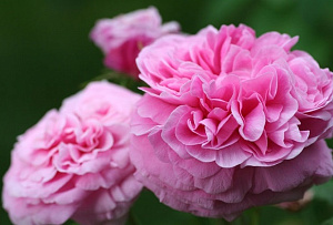 Купить саженцы Duchesse de Rohan Старовинні троянди фото