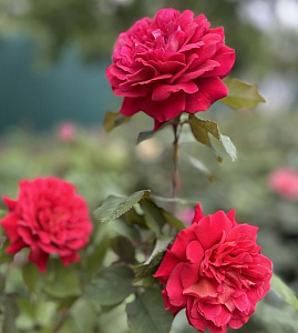 Купить саженцы Лямі Де Жардан (L'Ami des Jardins, GUIlladjar) Чайно-гібридні троянди фото