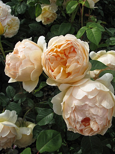 Купить саженцы Джуд зе Обскур (Jude the Obscure) Англійські троянди фото