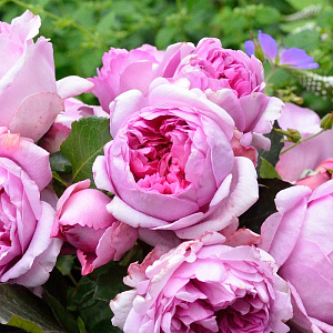 Купить саженцы Роз Помпадур (Rose Pompadour, DELdour) Шраби фото