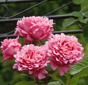 Купить саженцы Б'янвеню (Bienvenue) Плетисті троянди фото