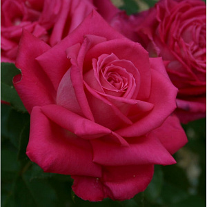 Купить саженцы Peter Mayle (Lolita Lempicka, First Blush, Peter Mayle) Чайно-гібридні троянди фото