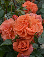 Купить саженцы Наранга (Naranga CL) Плетисті троянди фото