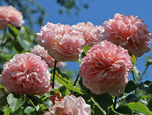 Купить саженцы Роз Де Толбіак (Rose de Tolbiac, KORcaseipp) Плетисті троянди фото