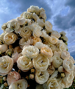 Купить саженцы  Ліниві овечки (Leniwe Owieczki, Lazy Sheep)  Троянди Łukasz Rojewski фото