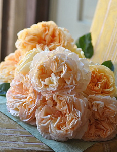 Купить саженцы  Apricot Sky (BARapri) Плетисті троянди фото