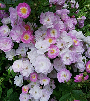 Купить саженцы Донанімф (Donaunymphe, Danube Nymph Lilac Bells) Плетисті троянди фото