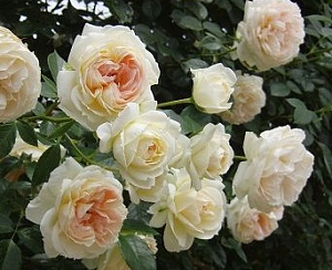Купить саженцы Мо Жарде э Ма Мізон (Mon Jardin et Ma Maison) Плетисті троянди фото