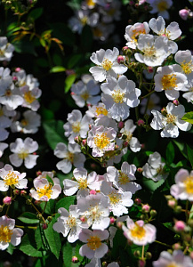 Купить саженцы Neusa (R'EVE d'enfants) Японські троянди фото