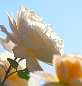 Купить саженцы Крокус Роза (Crocus Rose, Emanuel) Англійські троянди фото