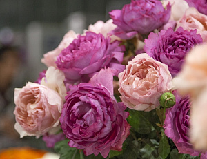 Купить саженцы Ив Пьяже (Yves Piaget) Чайно-гибридные розы фото